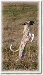 male-ale-fajne * 240 x 428 * (185KB)