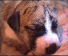 PAN PIES 1 / male 1