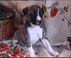 PAN PIES 3 / male 3