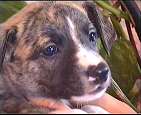 PAN PIES 3 / male 3