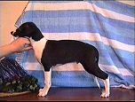 PAN BENTLEY Lazarus = pies 5 / male 5