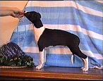 PAN BENTLEY Lazarus = pies 5 / male 5