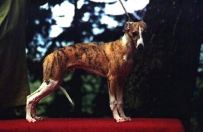 ChPl.Woodbrook`s WAROTH